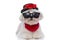 Sweet bichon dog wearing sunglasses, hat and bandana