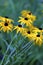 Sweet Black-eyed Susan  602015