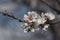 Sweet blossoms almond tree and blurry blackground