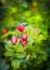 Sweet Briar berries on bunch in autumn garden