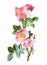 Sweet Briar or Rosa rubiginosa flower. or sweet briar or sweetbriar rose or sweet brier or eglantine medicinal flower. Antique han