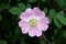 Sweet briar or Rosa rubiginosa wild rose flower