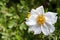 Sweet Briar Rose flower in white blossoming in the garden with b