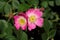 Sweet Briar Rose (Rosa rubiginosa)