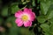 Sweet Briar Rose (Rosa rubiginosa)