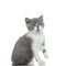 Sweet british shorthair cat feeling confused and sitting