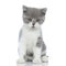 Sweet british shorthair cat sitting and looking away