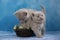 Sweet british shorthair kitten on blue background