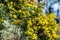 Sweet broom genista stenopetala flowers