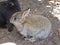 Sweet brown baby bunny rabbit at Jericho beach park