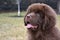 Sweet Brown Newfoundland Puppy Dog Looking Clueless