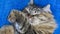 Sweet brown tabby mackerel female siberian cat in sleeping time