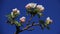 Sweet  Budding Apples Flowers With Young Green Leaves