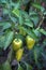 Sweet Bulgarian green pepper is ripening on a bush in the garden. Organic natural food concept