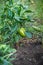 Sweet Bulgarian green pepper is ripening on a bush in the garden. Organic natural food concept