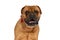 Sweet bullmastiff dog with bowtie panting and drooling while looking away