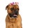 Sweet bullmastiff dog with colorful flowers headband panting and drooling