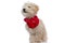 Sweet caniche dog looking away, wearing a red bandana