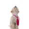 Sweet caniche dog wearing a pink tie