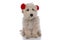 Sweet caniche dog wearing red fluffy headphones