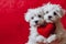 Sweet Canine Love: Adorable Dogs Holding Red Heart on Valentine\\\'s Day
