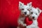 Sweet Canine Love: Adorable Dogs Holding Red Heart on Valentine\\\'s Day