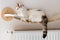 Sweet Cat lying on a hot radiator at home, the concept of rising apartment heating prices in the winter season, home budget, Pet