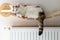 Sweet Cat lying on a hot radiator at home, the concept of rising apartment heating prices in the winter season, home budget, Pet