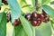 Sweet cherries (prunus avium)