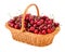 Sweet cherries (Prunus avium) in wicker basket