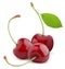 Sweet cherry