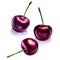 Sweet cherry berry fruits isolated