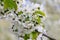 Sweet cherry branch with abundant white flowers. Sweet cherry blossoms