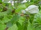 Sweet cherry branch with the leaves damaged by a plant louse