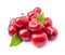 Sweet cherry fruits