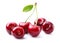 Sweet cherry with leaf