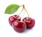 Sweet cherry with leaves