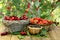 Sweet cherry, strawberry and black currant in wicker baskets on wooden desk in garden