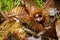 Sweet chestnut burr - Castanea sativa