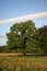 Sweet chestnut, Castanea sativa