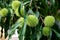 Sweet chestnut closup with spiky pod or casing. lush green leaves.