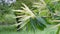 Sweet Chestnut flowers. Castanea sativa blooming tree.