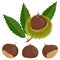 Sweet chestnut plant and fruit. Chestnut husk, split open to reveal the fruit. Vector illustration