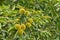 Sweet chestnut tree canopy with leaves and ripe chestnuts