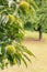 Sweet chestnut tree with chestnuts in husks