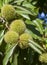 Sweet chestnut unripe fruits. Extremadura, Spain
