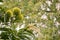 Sweet chestnuts and flowers in husks growing on chestnut tree