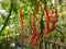 sweet chilli tree picture