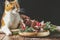 Sweet chocolate muffins decorated cherry in brown paper with ribbon on wooden bowl surrounded  pine branches. Cute red white cat
