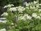 Sweet Cicely blooming in a garden in spring